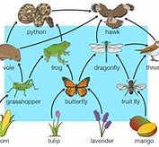Image result for Morpho Butterfly Food Chain