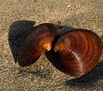 Image result for Car Too Ocean Quahog