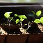 Image result for Delphinium Seedlings
