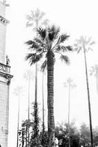 Image result for California Palm Trees