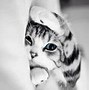 Image result for Cat iPhone 13 Case