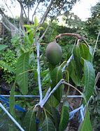 Image result for Dwarf Mango Trees Fruit