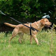Image result for Dog Harness Walking