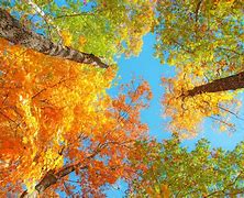 Image result for Fall Laptop Wallpaper