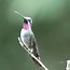 Image result for Heliomaster Trochilidae