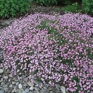 Image result for Gypsophila repens Rosea