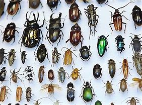 Image result for Beetles and Bugs Combined Picture