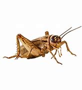 Image result for Green Cricket Insect Transparent