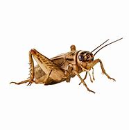 Image result for Cricket Insect in the Snow Cartoon