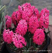 Image result for Hyacinthus Jan Bos