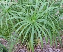 Image result for Umbrella Plant Varieties Cyperus