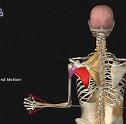 Image result for Muscles of the Human Body Printables