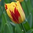 Image result for Tulipa Yellow Pompenette