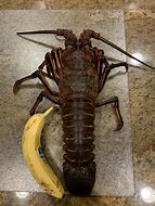 Image result for Pacific Spiny Lobster