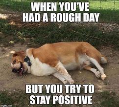 Image result for Positive Dog Meme