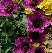 Image result for Geranium cinereum Purple Pillow