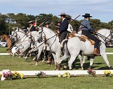 Image result for Lusitano Horse in Equitation