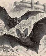 Image result for Vintage Halloween Bat