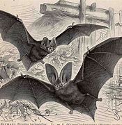 Image result for Vintage Halloween Bats