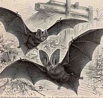 Image result for Terrifying Bats