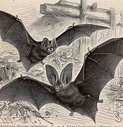 Image result for Vintage Bat Pic