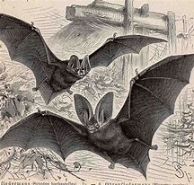 Image result for Bat Image Vintage Curled Up