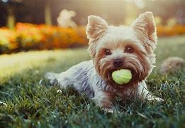Image result for Best Small House Dogs