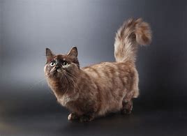 Image result for Long Haired Munchkin Cat