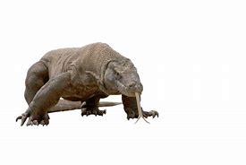 Image result for Biggest Lizard Komodo Dragon