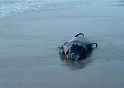 Image result for Exploding Beached Whale