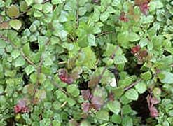 Image result for Lonicera nit. Red Tips