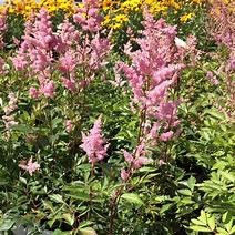 Image result for Astilbe Rheinland (Japonica-Group)