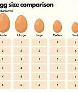 Image result for 12 Small Eggs