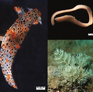 Afbeeldingsresultaten voor "thecacera Pennigera". Grootte: 186 x 185. Bron: www.researchgate.net