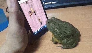 Image result for Horned Frog Meme