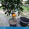 Image result for Apple and Orange Tree