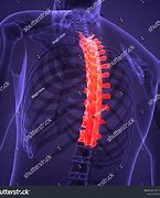 Image result for Thoracic Spinal Cord