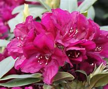Image result for Rhododendron (P) Polarnacht