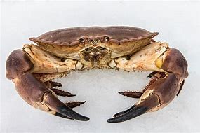 Image result for Raw Crab