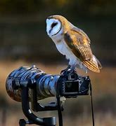 Image result for Best Sony Camera for Wildlife Photography