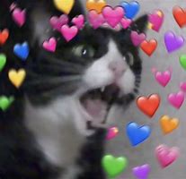 Image result for Screaming Cat Meme Hearts