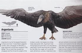 Image result for Biggest Flying Bird Ever