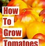 Image result for Red Tomato Seeds