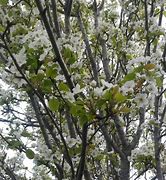 Image result for Pyrus communis Double Flip