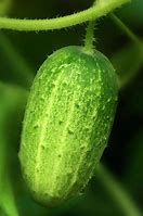 Image result for cucumis_sativus