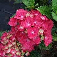 Image result for Hydrangea macr. Leuchtfeuer