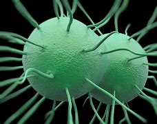 Image result for Gonorrhea Bacterium