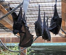 Image result for Hanging Bat