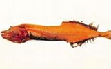 Afbeeldingsresultaten voor "cetostoma Regani". Grootte: 161 x 99. Bron: www.fishbase.se