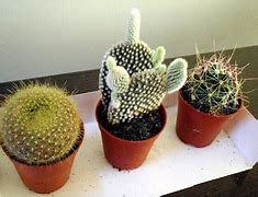 Image result for Kawaii Cactus